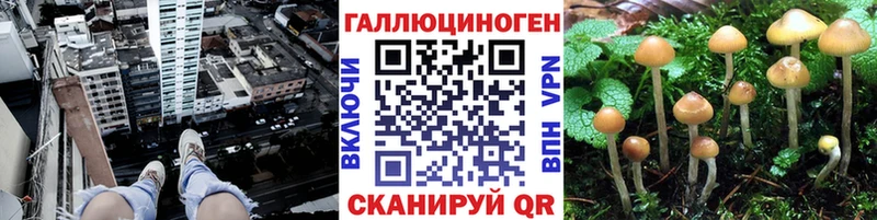 Купить где  Сольцы  Псилоцибиновые грибы Psilocybine cubensis 